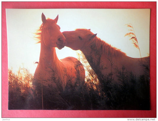 brown horses - I - horse - new postcard - unused - JH Postcards