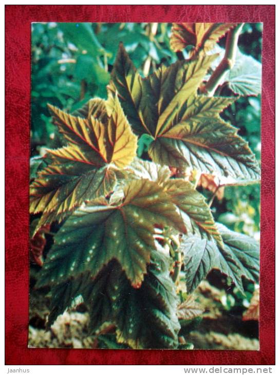 Begonia olbia - flowers - 1987 - Russia - USSR - unused - JH Postcards