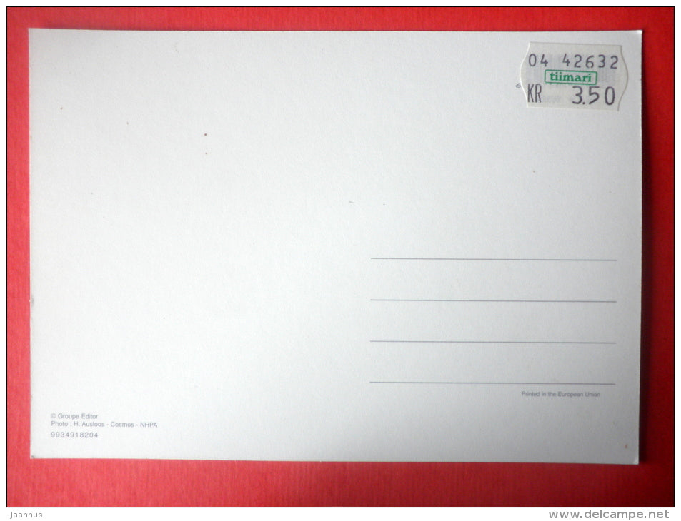 brown horses - I - horse - new postcard - unused - JH Postcards