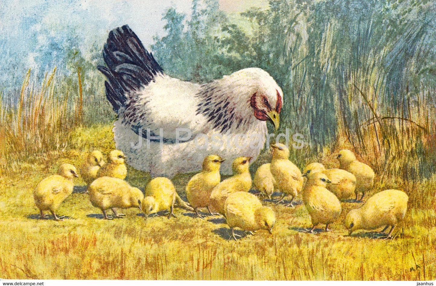 chicken - illustration - 136 - old postcard - Switzerland - unused - JH Postcards