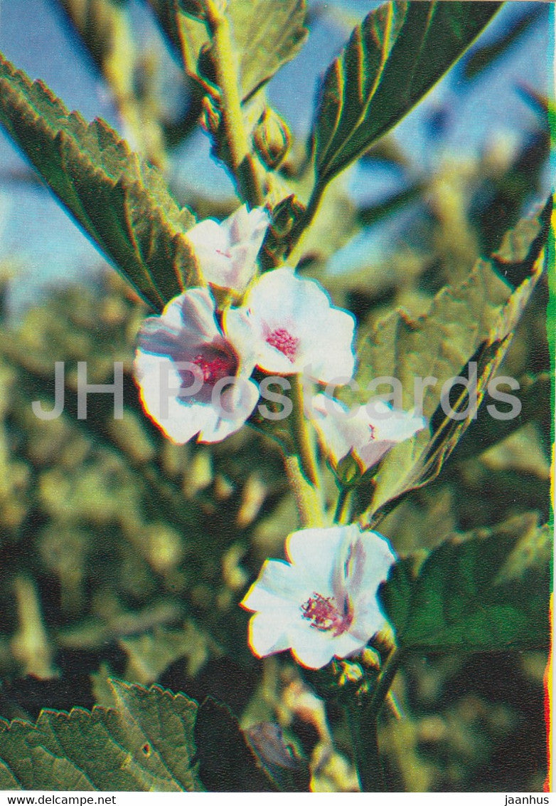 Marsh mallow - Althaea officinalis - Medicinal Plants - 1983 - Russia USSR - unused - JH Postcards