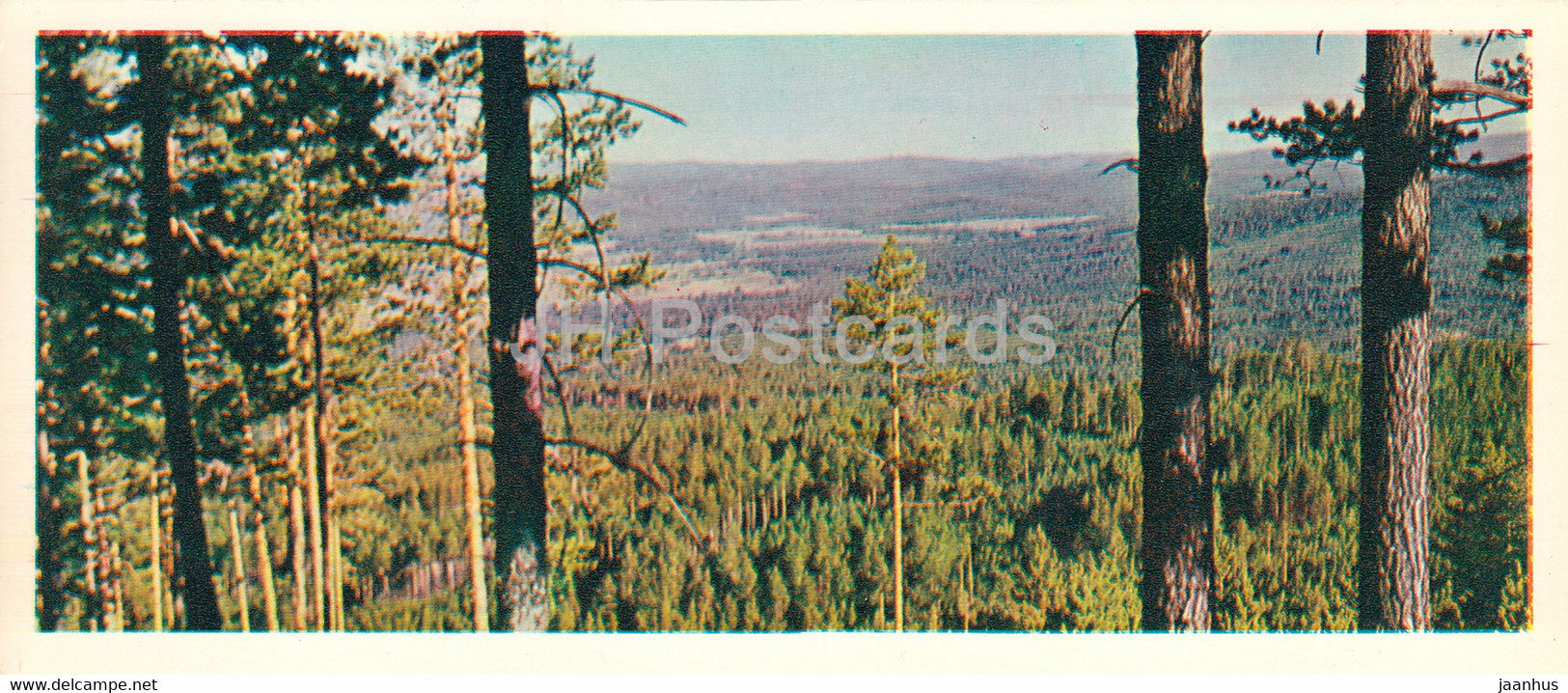 Pinery - Forest Wealth - 1981 - Russia USSR - unused - JH Postcards
