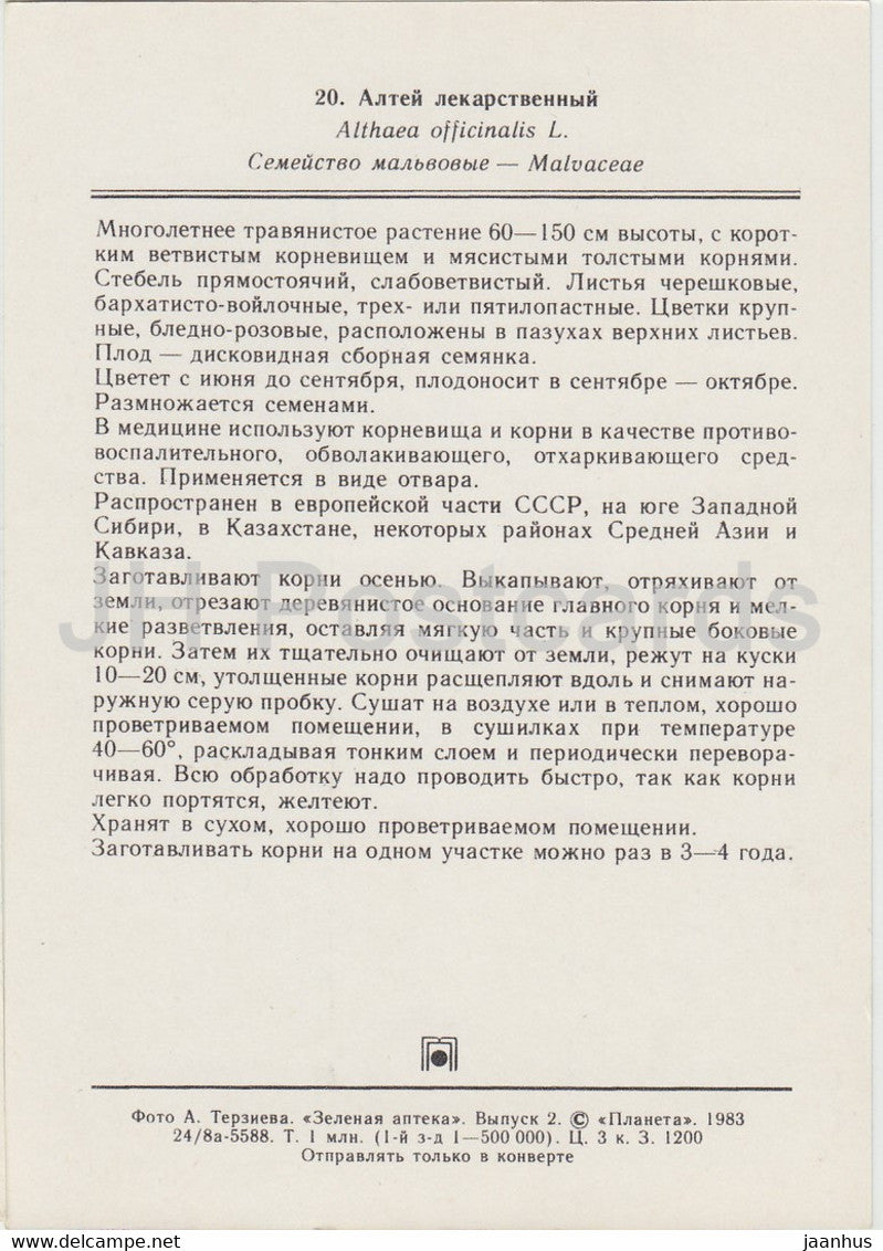 Marsh mallow - Althaea officinalis - Medicinal Plants - 1983 - Russia USSR - unused