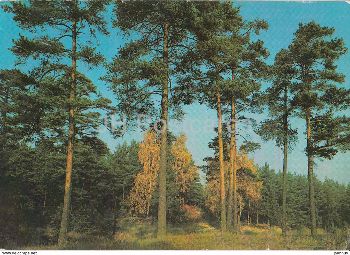 Pine trees - 1986 - Russia USSR - used - JH Postcards
