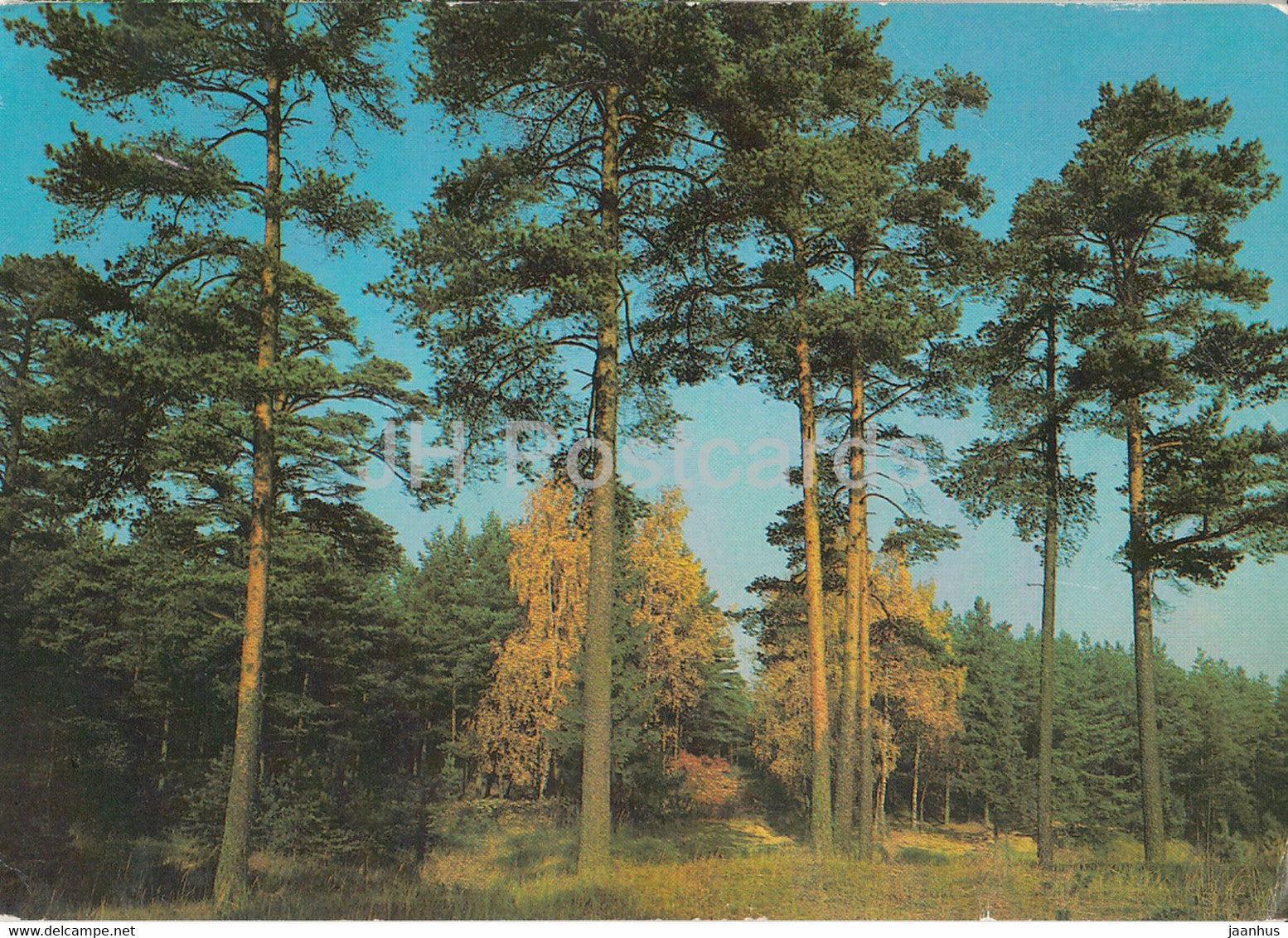 Pine trees - 1986 - Russia USSR - used - JH Postcards