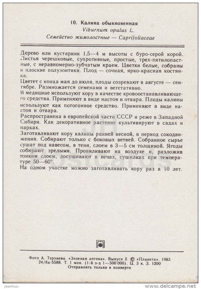 Guelder-rose - Viburnum opulus - Medicinal Plants - 1983 - Russia USSR - unused - JH Postcards