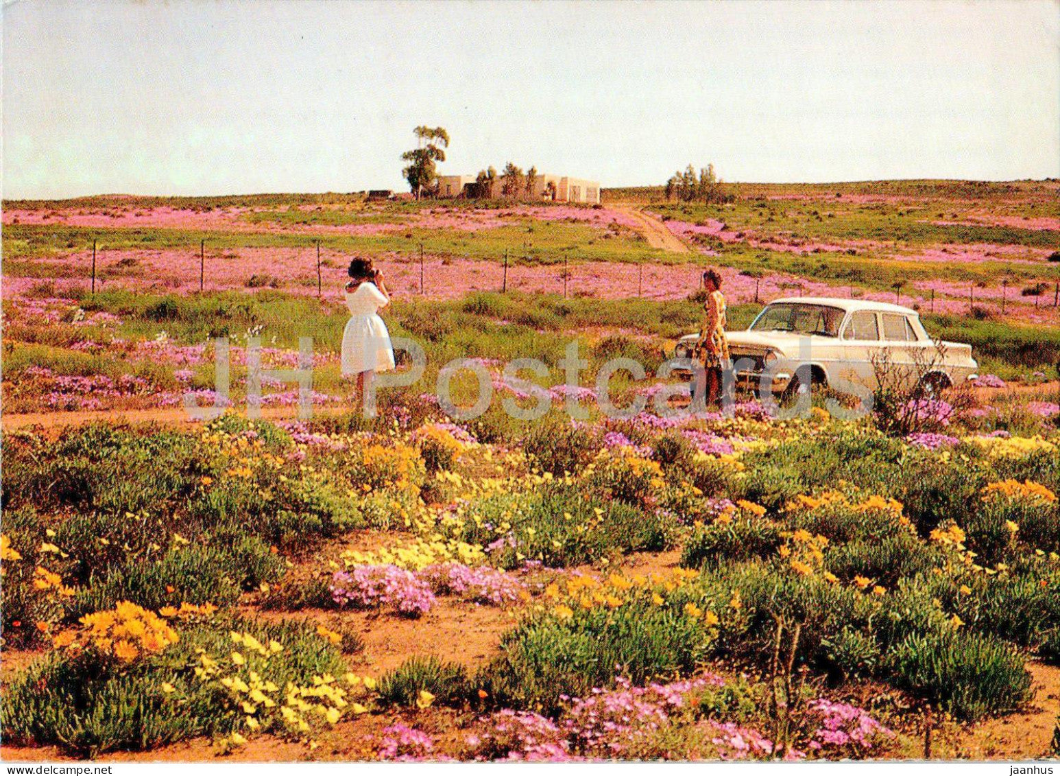 Wild flower time - Namaqualand - car - South Africa - unused - JH Postcards