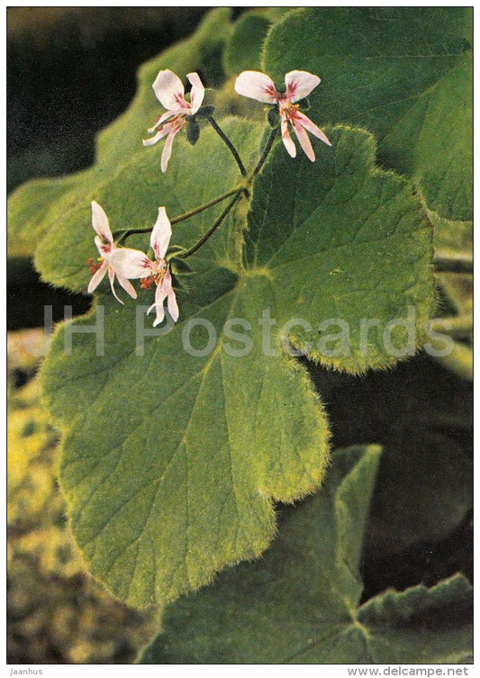 Pelargonium tomentosum - flowers - Geranium - 1985 - Czech - Czechoslovakia - unused - JH Postcards