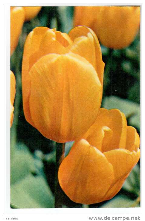 Gold Biter - Tulips - 1975 - Russia USSR - unused - JH Postcards