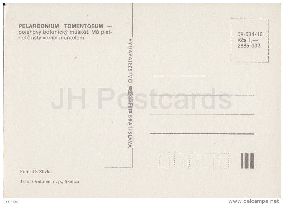 Pelargonium tomentosum - flowers - Geranium - 1985 - Czech - Czechoslovakia - unused - JH Postcards