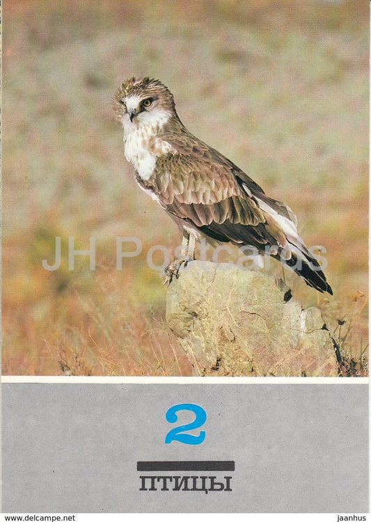 Short-toed snake eagle - Circaetus gallicus - birds - animals - 1989 - Russia USSR - unused - JH Postcards