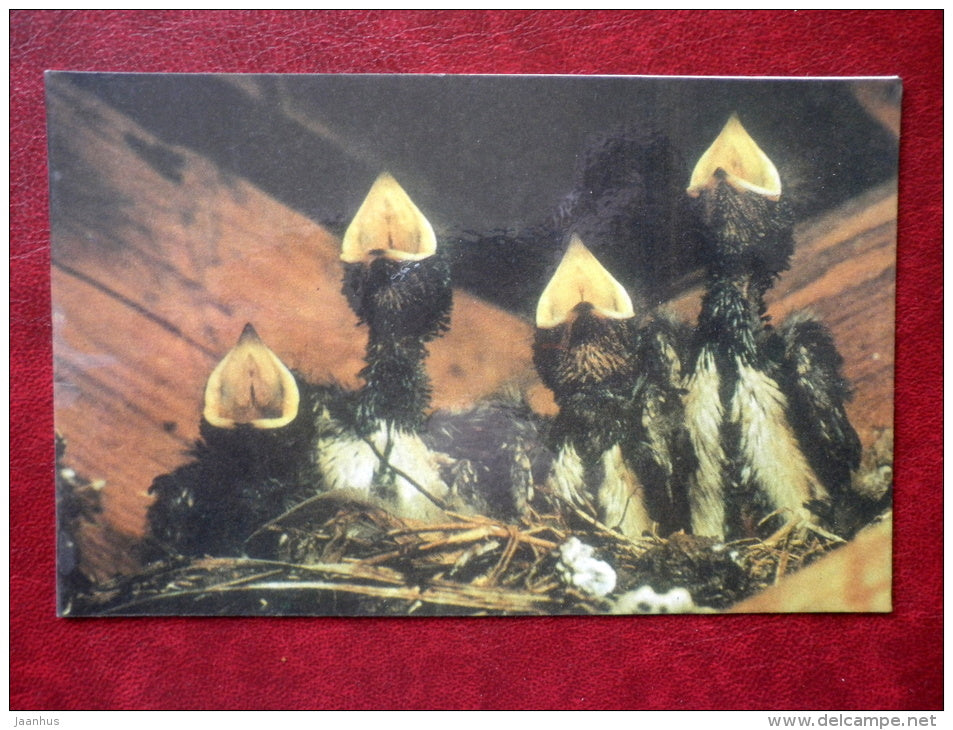 nestlings - Birds - 1975 - Estonia USSR - used - JH Postcards