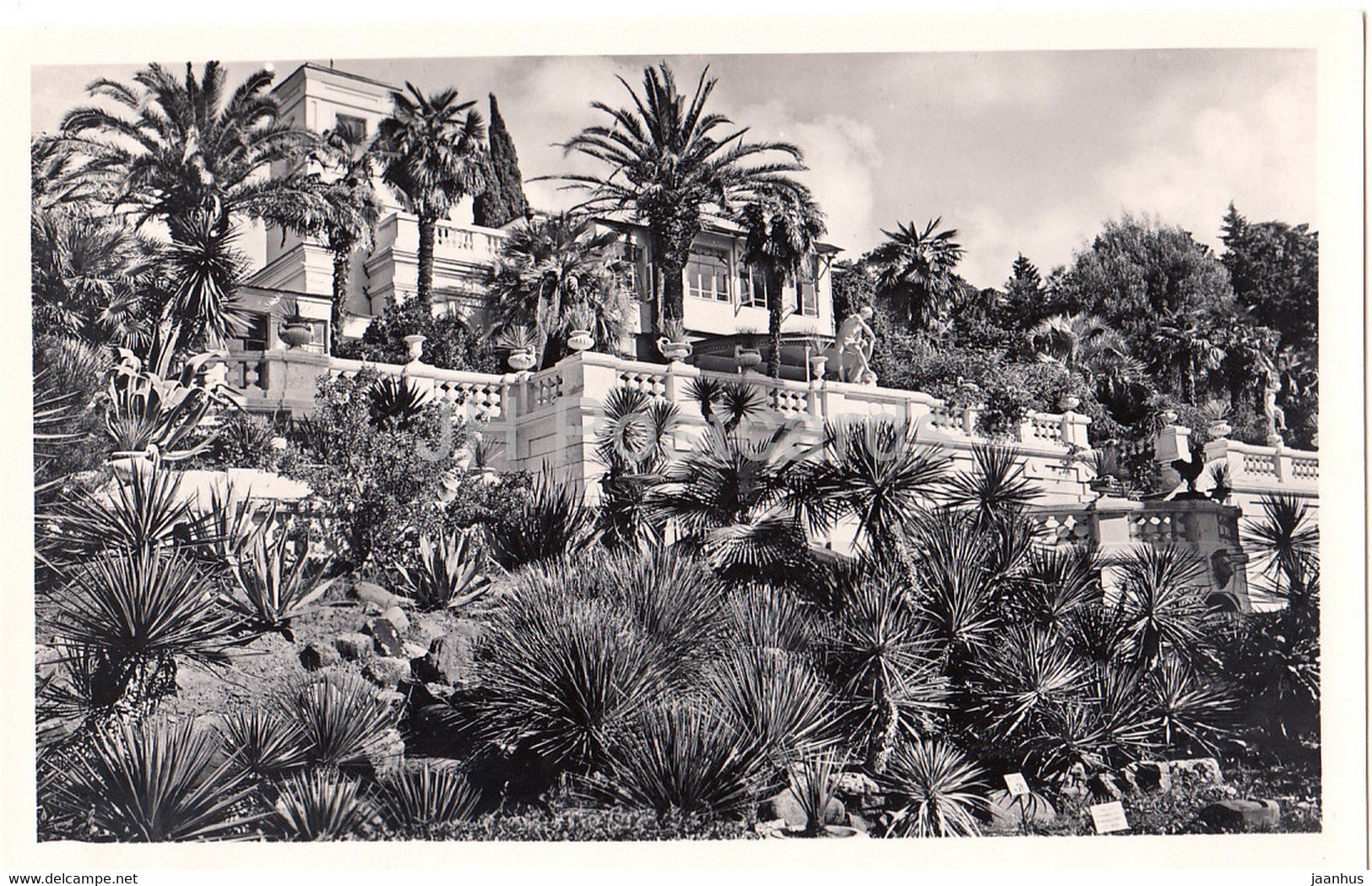 Sochi - Dendrarium - Mexican Corner - palm trees - 1959 - Russia USSR - unused - JH Postcards