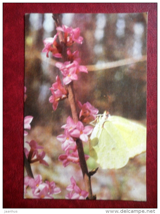 Greeting Card - daphne - plant - 1974 - Estonia USSR - unused - JH Postcards