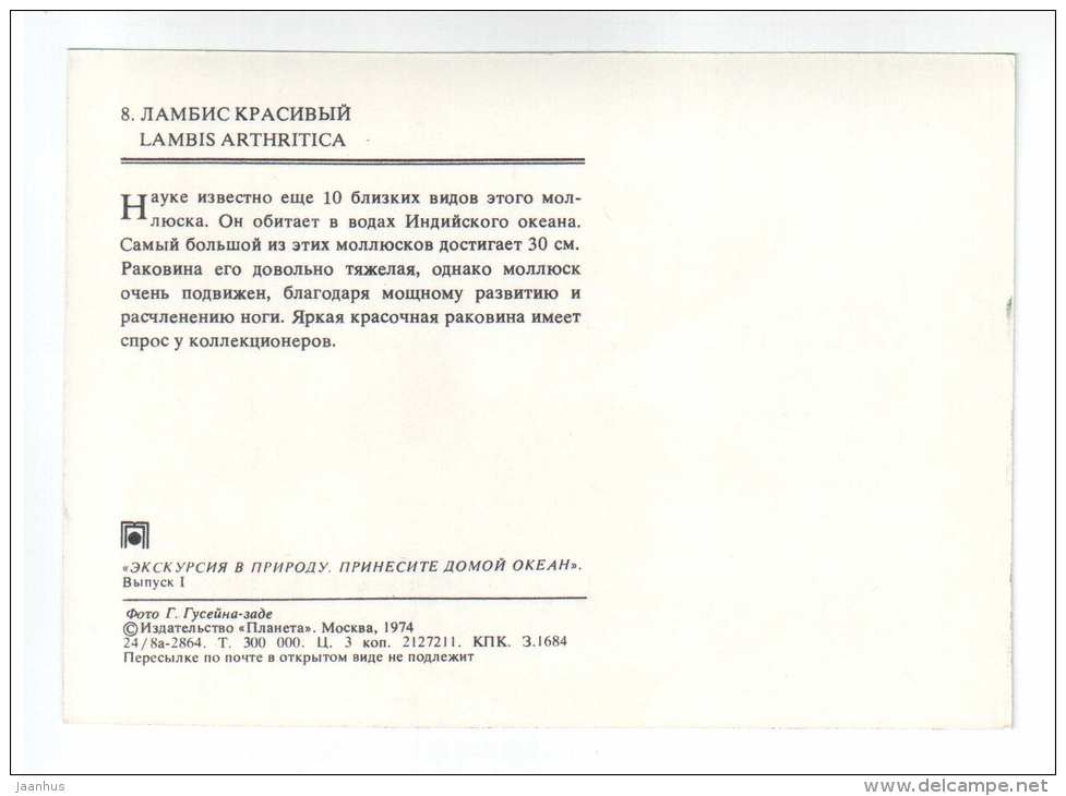Arthritic Spider Conch - Lambis arthritica - shells - clams - mollusc - 1974 - Russia USSR - unused - JH Postcards