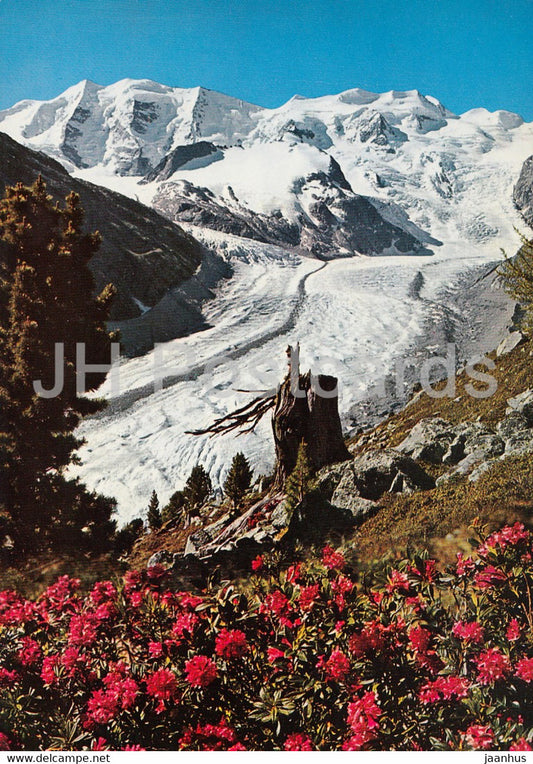 Alpenrosenfeld am Morteratschgletscher mit Piz Palu und Bellavista - Switzerland - unused - JH Postcards