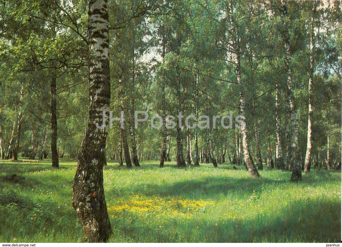 Plyos - birch grove - 1984 - Russia USSR - unused - JH Postcards