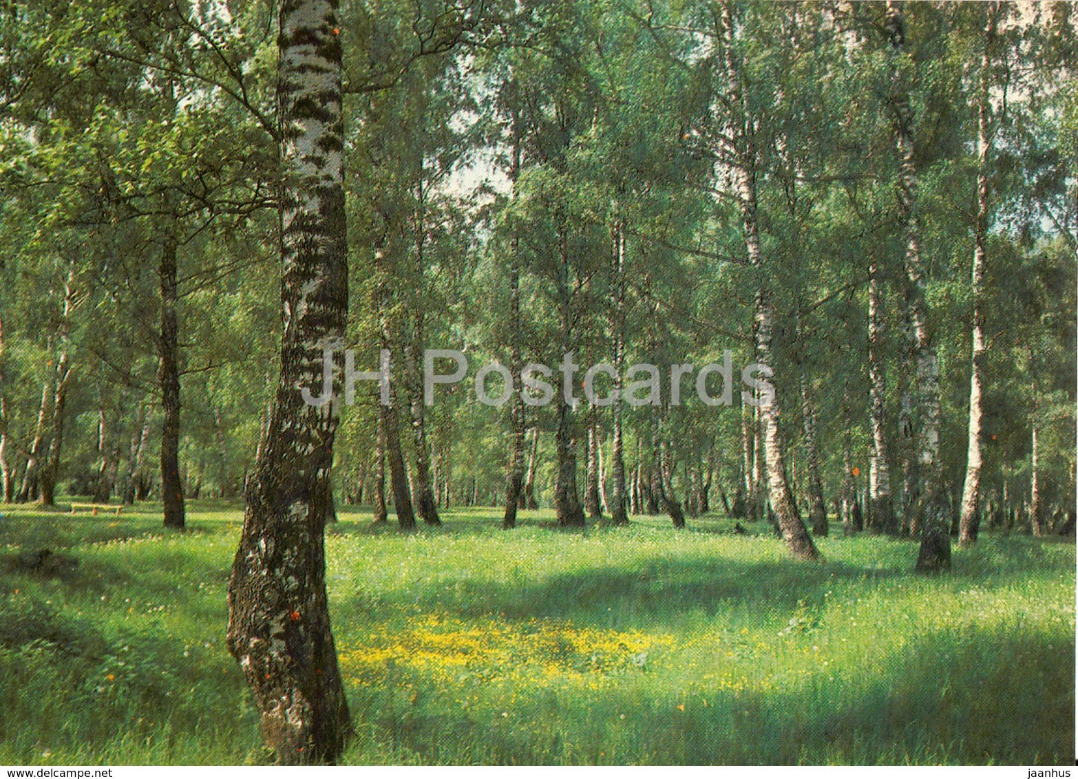 Plyos - birch grove - 1984 - Russia USSR - unused - JH Postcards