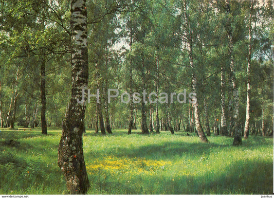 Plyos - birch grove - 1984 - Russia USSR - unused - JH Postcards