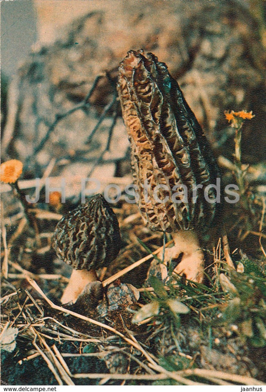 Black Morel Mushroom - Morchella conica - Mushrooms - 1980 - Russia USSR - unused - JH Postcards