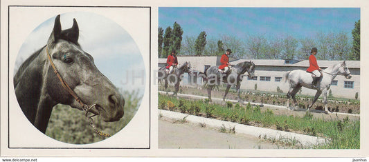 Tersk horse - horse breeds - 1988 - Russia USSR - unused - JH Postcards