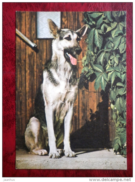 German Shepherd Dog - dogs - animals - 1979 - Estonia - USSR - unused - JH Postcards