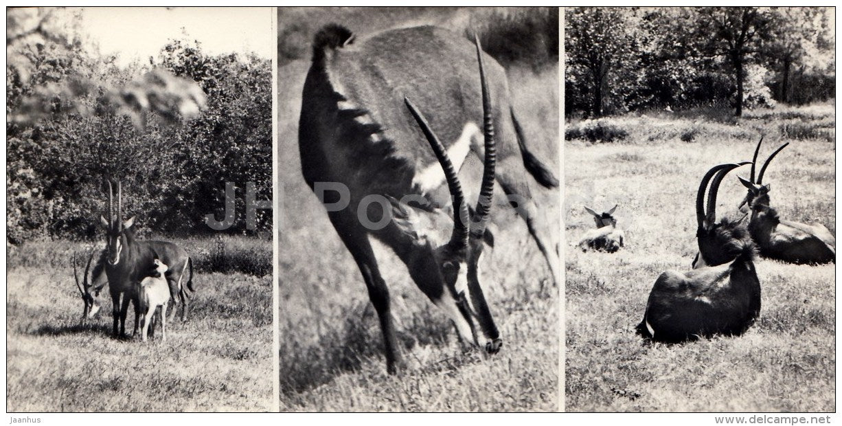 Sable antelope - Askania-Nova Reserve - 1974 - Ukraine USSR - unused - JH Postcards