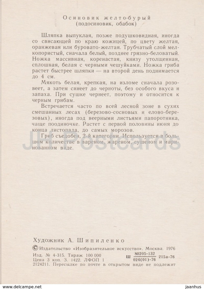 Orange Birch Bolete - Leccinum versipelle - illustration by A. Shipilenko - Mushrooms - 1976 - Russia USSR - unused - JH Postcards